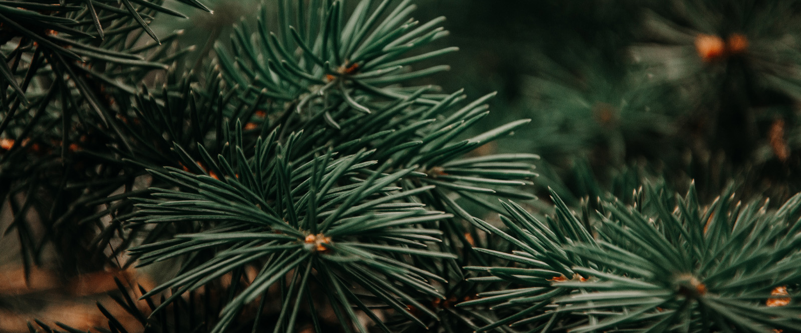 winter pine tree 