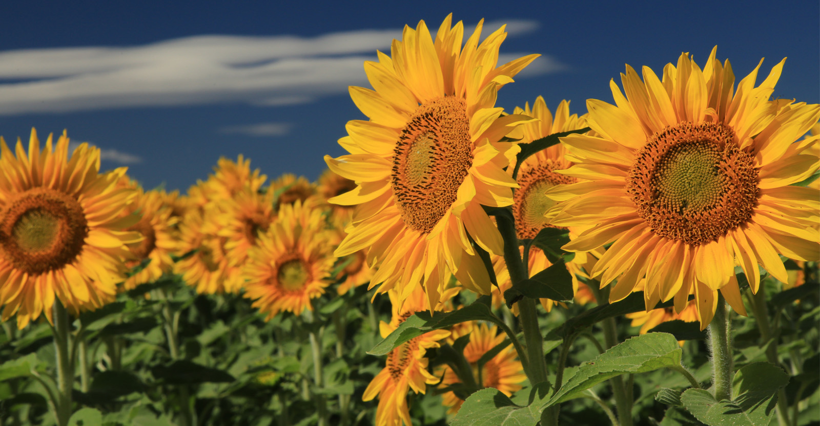 Peoples State Bank Bank in Wisconsin Accounts Loans